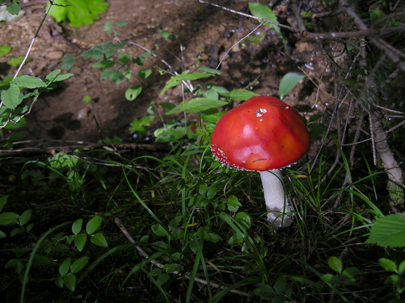 Finalmente il risveglio del bosco.